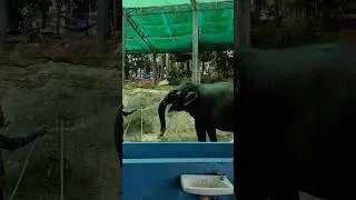 Как помыть слона? 🐘🚿🧼
