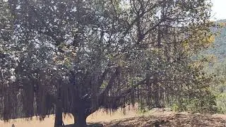 Rawalakot road near Azad pattan | big old tree | nature beauty | forests