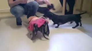 В гостях у Чапы
