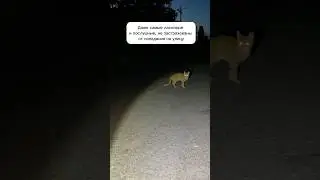 История кошечки Рыси.