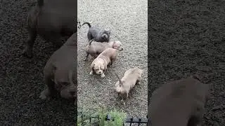 A part of my females. american bully pocket