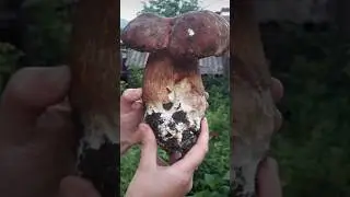 Beautiful mushrooms from Eastern Europe 