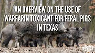 An Overview on the use of Warfarin Toxicant for Feral Pigs in Texas