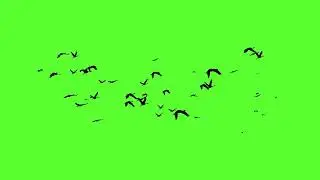 birds flying green screen HD || no copyright
