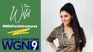 Dr. Gabby Wild talks about her new book, Wild Vet Adventures, on WGN TV, Chicago #wildvetadventures