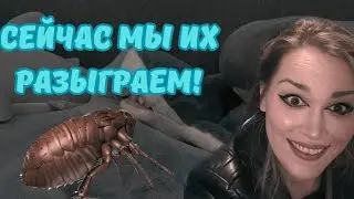 Они купились! - Детский розыгрыш - Блоха с шапочкой
