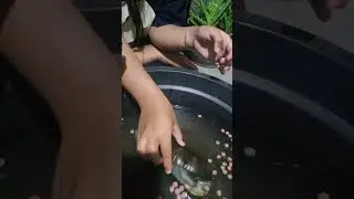 kura kura arila dan yohana mati 😭😭