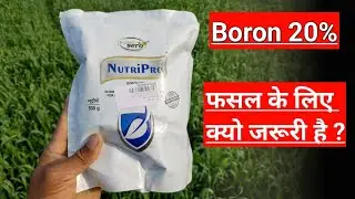 Boron 20%  || a2z farming || boron 20 fertilizer uses in hindi || बोरॉन