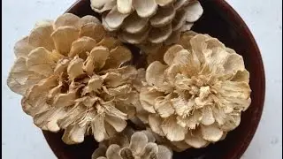 How to Bleach Pinecones Tutorial