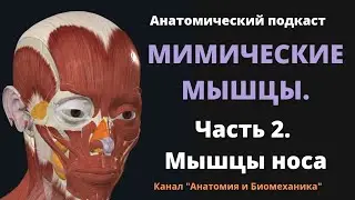 Мимические мышцы. Мышцы лица. Часть 2. Мышцы носа.