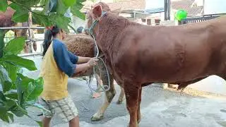 Buffalo bull flamengo ciudad cewek bantu sapi berkembangbiak gabarito enem 2024