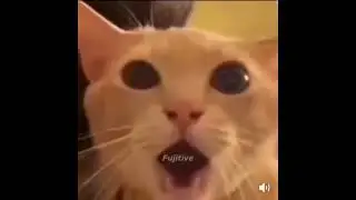 Ultimate Fujitive Meme Comp #1