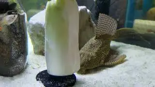 Feeding Daikon (White Radish) To Pleco