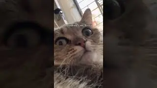 I found a strange bump on my cat and took her to the vet) | Video by : @miya.tygydyk
