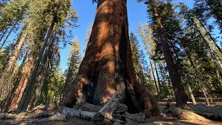 Секвойя Гризли. Парк Йосемити. Калифорния. Yosemite Park. Grizzly.