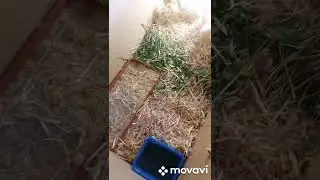 птенчики от наседок