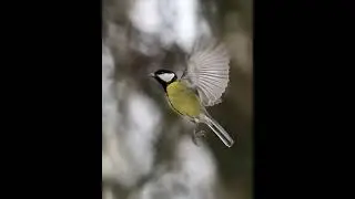 Прикол про синичек (часть 2)