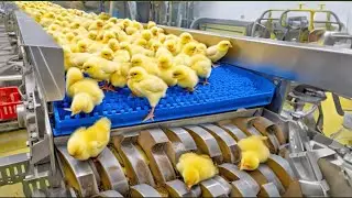¿QUÉ PASA CON ESTOS POLLITOS? - Método y proceso de cría de pollos de engorde. Bienestar Animal