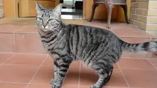 Mi Gata Sale a la Calle!