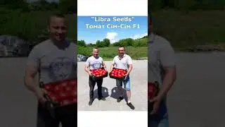 Сім-Сім F1 – якість, перевірена часом!