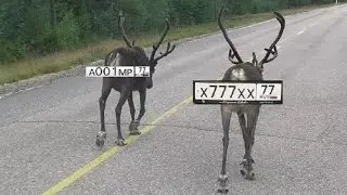 САМЫЙ СТРАШНЫЙ ЖУК В МИРЕ ПО ВЕРСИИ МАМЫ. ЛОСЬ И АВТО, У КОГО ГЛАВНАЯ НА ДОРОГЕ? СТАЛЬНЫЕ ЯЙЦА СЫНА.