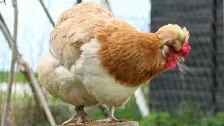 Sulmtaler - Galinha Austríaca famosa por sua carne saborosa