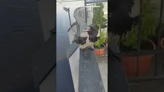 Карлуша прилетела на завтрак