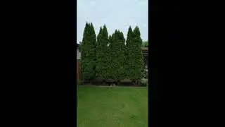 СТРИЖЁМ - РАБОТАЕМ.