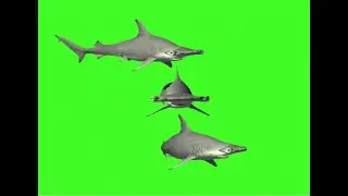 Green screen hammerhead shark fish cartoon make movies and stories no copyright