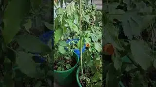 గోంగూర మొక్క