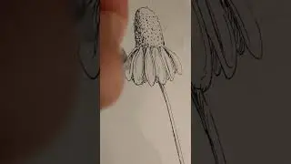 Camomile sketch/Новая картина с ромашками 