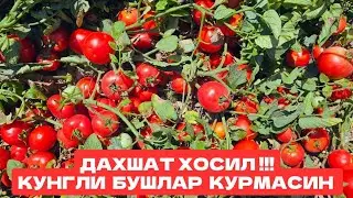 ШУНЧА ХОСИЛНИ ТЕРИШГА УЛГУРА ОЛМАЁТГАН ДЕХКОН. KUPON F1