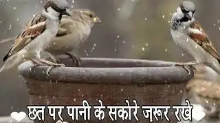 New Whatsapp Status Video Natural | Whatsapp Status | New Status | Kushwaha Music