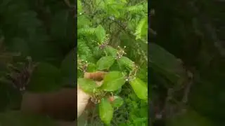 Обвойник греческий в цвету