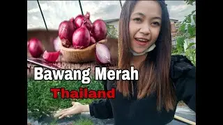 Panen Brambang Thailand Super Montok