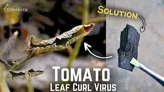 Tomato Leaf Curl Virus Treatment! (4-STEPS*)