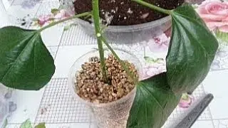 Черенкование Гибискуса Комнатного./Размножение гибискуса комнатного./Сажаю черенки гибискуса.