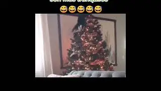 Котики дома)))