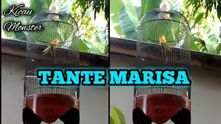 Lovebird Tante Marisa Saat masih Balibu