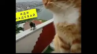 кот и ворона!!! смешное видео