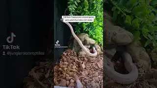 My Pet Easts an Expensive Meal