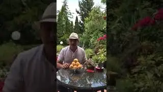 Армянский абрикос feat. Русский лук