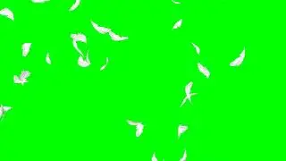 Falling Feather White HD Animation No.2 (bigger) - green screen effect & overlay