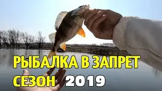 РЫБАЛКА В ЗАПРЕТ НА СПИННИНГ, ПЕРВЫЙ ОКУНЬ ВЕСНА 2019