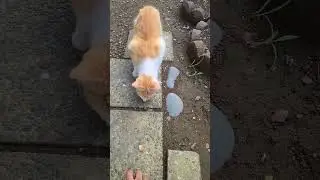 🐈 😻 Cat in Japanese