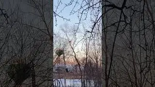 Birds Unidentified large pair overnighted with sub zero temps