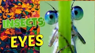 EYES #amazing #wonderful #eyes #nature