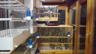 My Birds: May 14, 2019, Part 2