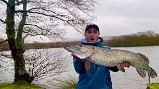 ❄️ Winter Pike Fishing - Lure Fishing a CARP LAKE (So many fish!)