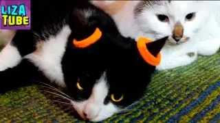 Смешные КОТЫ и Лиза передают ПРИВЕТЫ подписчикам 💖 КОТЯТА 🐱 lizatube